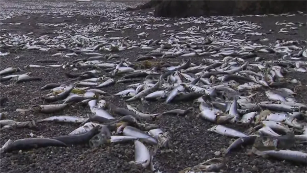 日本北海道一沙灘現(xiàn)大量死魚