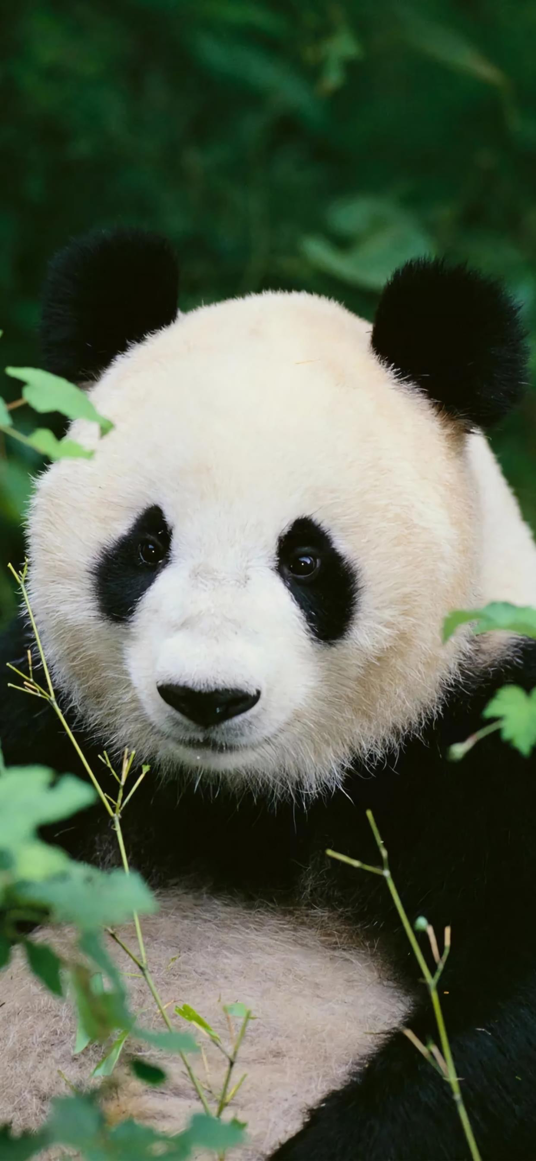 新澳門開獎結(jié)果2025開獎歷史記錄,國寶大熊貓遭虐待？造謠者被罰