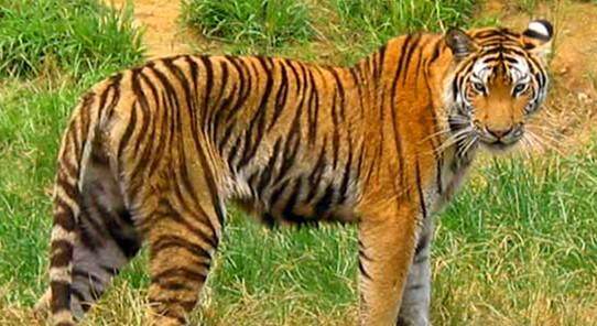 香港新奧彩123535,杭州動物園回應老虎瘦成皮可靠信息解析說明_版章80.31.86
