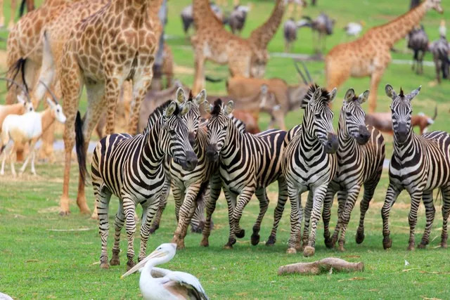 新奧彩開獎記錄今天,長隆野生動物園角馬狂奔撞上小車數據導向計劃設計_移動版43.61.37