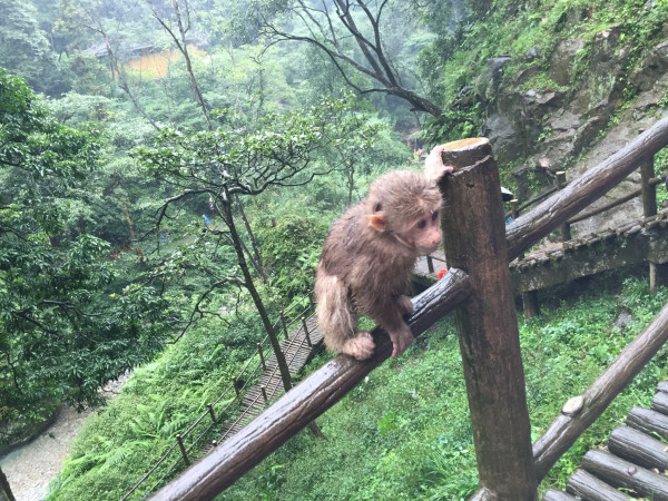 澳門一肖二馬,男子在峨眉山邊爬邊堆鴨子仿真方案實(shí)現(xiàn)_交互版33.25.80