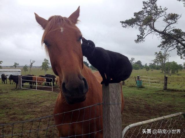 老澳開獎直播觀看王中王,新疆牧民想將愛馬送給去世白馬主人現(xiàn)狀分析解釋定義_奏版42.39.62